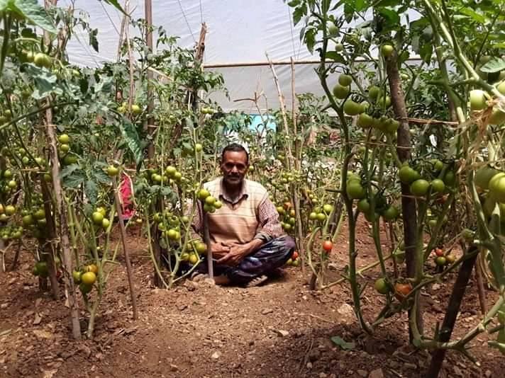 खजुरा साकिनी क्रस  जातका कुखुराहरु